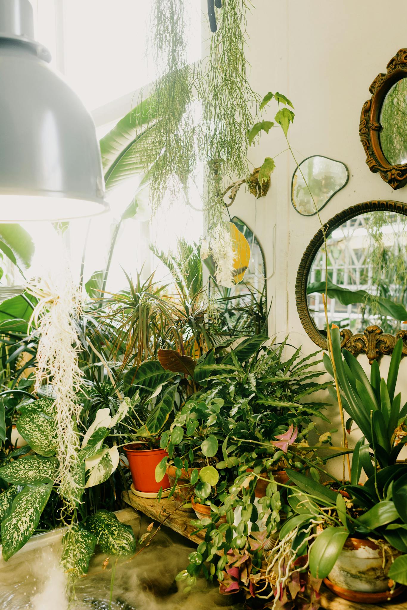Indoor Plants Beside wall Mirrors